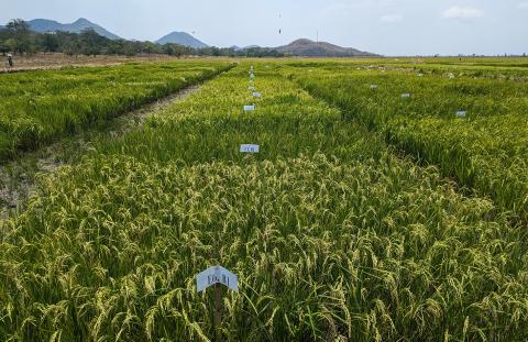 Prove di campo di varietà di riso con potenziale di adattamento alle condizioni agrometeorologiche locali