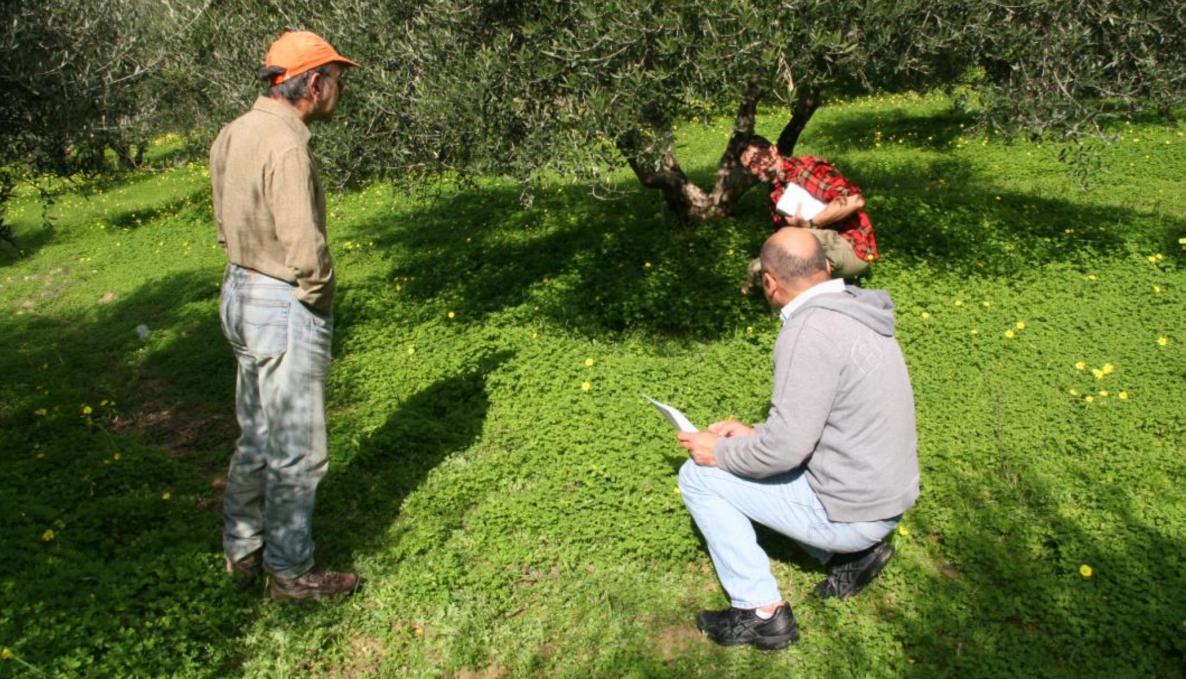 Olive farmer researchers